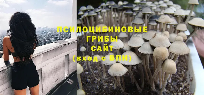 Псилоцибиновые грибы Psilocybe  закладки  Кирсанов 